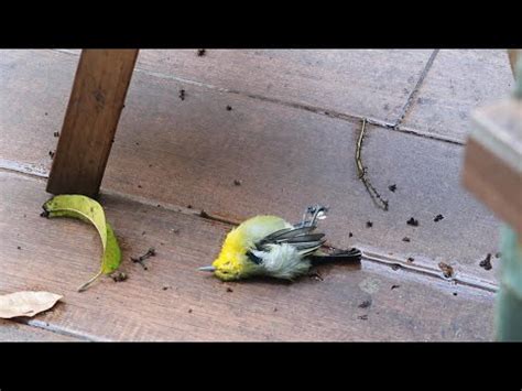 幼鳥突然死掉